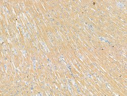 Invitrogen P2X3 Polyclonal Antibody 100 &mu;L; Unconjugated:Antibodies,