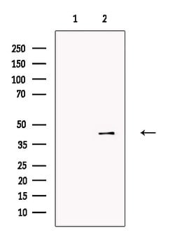 Invitrogen P2X3 Polyclonal Antibody 100 &mu;L; Unconjugated:Antibodies,
