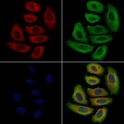 Invitrogen p40 Polyclonal Antibody 100 &mu;L; Unconjugated:Antibodies,