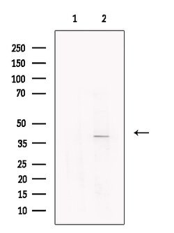 Invitrogen p40 Polyclonal Antibody 100 &mu;L; Unconjugated:Antibodies,