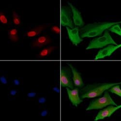 Invitrogen PAF1 Polyclonal Antibody 100 &mu;L; Unconjugated:Antibodies,
