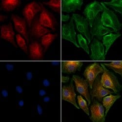 Invitrogen PAG1 Polyclonal Antibody 100 &mu;L; Unconjugated:Antibodies,