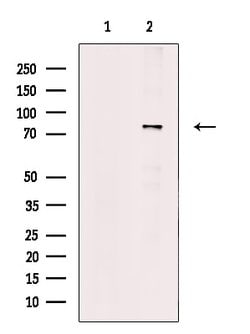 PAK5/PAK6 Polyclonal Antibody:Antibodies, Polyclonal