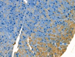 Invitrogen PPY Polyclonal Antibody 100 &mu;L; Unconjugated:Antibodies,