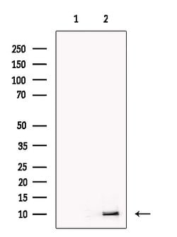 Invitrogen PPY Polyclonal Antibody 100 &mu;L; Unconjugated:Antibodies,