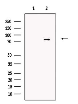 Invitrogen PARN Polyclonal Antibody 100 &mu;L; Unconjugated:Antibodies,