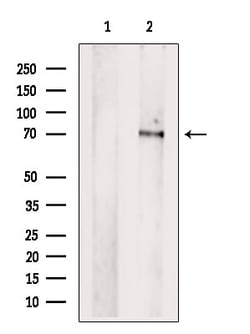 Invitrogen PCK2 Polyclonal Antibody 100 &mu;L; Unconjugated:Antibodies,