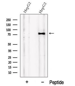 Invitrogen PCSK9 Polyclonal Antibody 100 &mu;L; Unconjugated:Antibodies,