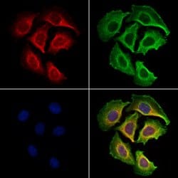 Invitrogen PDE1C Polyclonal Antibody 100 &mu;L; Unconjugated:Antibodies,