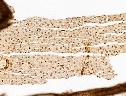 Invitrogen PDE1C Polyclonal Antibody 100 &mu;L; Unconjugated:Antibodies,