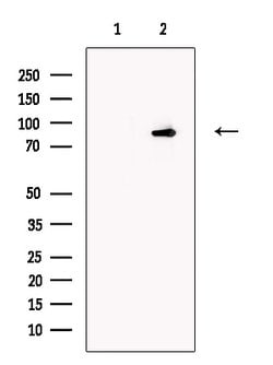 Invitrogen PDE1C Polyclonal Antibody 100 &mu;L; Unconjugated:Antibodies,