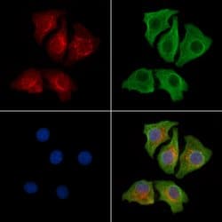 Invitrogen PDK1 Polyclonal Antibody 100 &mu;L; Unconjugated:Antibodies,