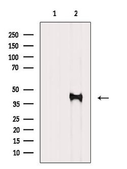 Invitrogen PDK1 Polyclonal Antibody 100 &mu;L; Unconjugated:Antibodies,
