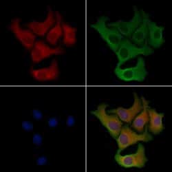 Invitrogen PECI Polyclonal Antibody 100 &mu;L; Unconjugated:Antibodies,