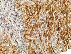 Invitrogen Pericentrin Polyclonal Antibody 100 &mu;L; Unconjugated:Antibodies,