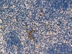 Invitrogen Pericentrin Polyclonal Antibody 100 &mu;L; Unconjugated:Antibodies,