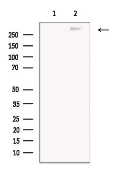 Invitrogen Pericentrin Polyclonal Antibody 100 &mu;L; Unconjugated:Antibodies,