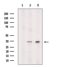 Invitrogen PGAM5 Polyclonal Antibody 100 &mu;L; Unconjugated:Antibodies,