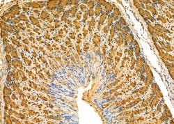 Invitrogen PGC Polyclonal Antibody 100 &mu;L; Unconjugated:Antibodies,