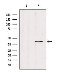 Invitrogen PGC Polyclonal Antibody 100 &mu;L; Unconjugated:Antibodies,