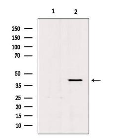 Invitrogen PGC Polyclonal Antibody 100 &mu;L; Unconjugated:Antibodies,