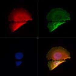 Invitrogen PHF3 Polyclonal Antibody 100 &mu;L; Unconjugated:Antibodies,
