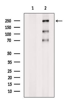 Invitrogen PHF3 Polyclonal Antibody 100 &mu;L; Unconjugated:Antibodies,
