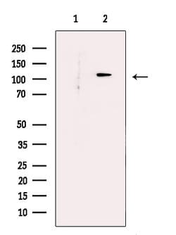 Invitrogen PHF8 Polyclonal Antibody 100 &mu;L; Unconjugated:Antibodies,