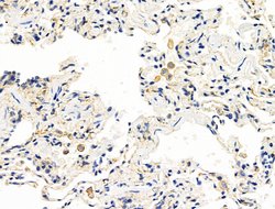 Invitrogen CALM Polyclonal Antibody 100 &mu;L; Unconjugated:Antibodies,