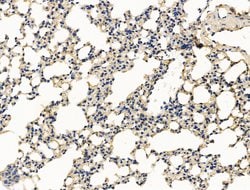Invitrogen CALM Polyclonal Antibody 100 &mu;L; Unconjugated:Antibodies,