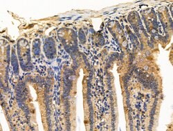 Invitrogen CALM Polyclonal Antibody 100 &mu;L; Unconjugated:Antibodies,