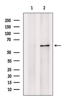 Invitrogen PIP5K1B Polyclonal Antibody 100 &mu;L; Unconjugated:Antibodies,