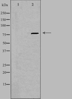 Invitrogen PIP5K1C Polyclonal Antibody 100 &mu;L | Buy Online | Invitrogen&trade; | Fisher Scientific