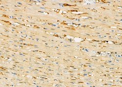 Invitrogen PIWIL4 Polyclonal Antibody 100 &mu;L; Unconjugated:Antibodies,