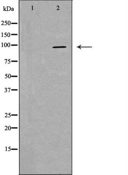Invitrogen PIWIL4 Polyclonal Antibody 100 &mu;L; Unconjugated:Antibodies,