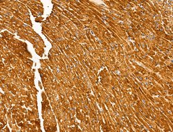 Invitrogen PKA alpha Polyclonal Antibody 100 &mu;L; Unconjugated:Antibodies,