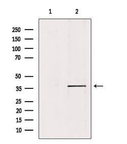 Invitrogen PKA C alpha/beta Polyclonal Antibody 100 &mu;L; Unconjugated:Antibodies,