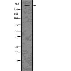 Invitrogen Plectin Polyclonal Antibody 100 &mu;L; Unconjugated:Antibodies,