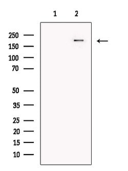 Invitrogen PLXNA4 Polyclonal Antibody 100 &mu;L; Unconjugated:Antibodies,