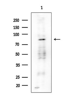 Invitrogen PNPase Polyclonal Antibody 100 &mu;L; Unconjugated:Antibodies,