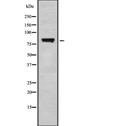 Invitrogen POLR3E Polyclonal Antibody 100 &mu;L | Buy Online | Invitrogen&trade; | Fisher Scientific