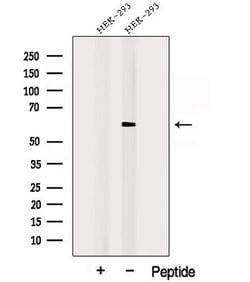 Invitrogen POPDC3 Polyclonal Antibody 100 &mu;L; Unconjugated:Antibodies,