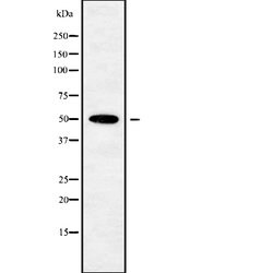 Invitrogen POU3F3 Polyclonal Antibody 100 &mu;L; Unconjugated:Antibodies,