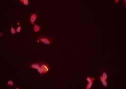 Invitrogen PRMT5 Polyclonal Antibody 100 &mu;L; Unconjugated:Antibodies,