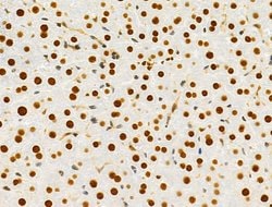 Invitrogen PRMT5 Polyclonal Antibody 100 &mu;L; Unconjugated:Antibodies,