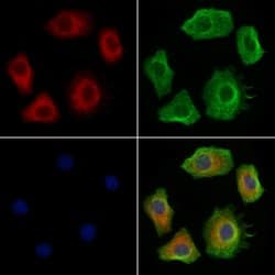 Invitrogen PREP Polyclonal Antibody 100 &mu;L; Unconjugated:Antibodies,