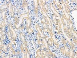 Invitrogen PRRG4 Polyclonal Antibody 100 &mu;L; Unconjugated:Antibodies,