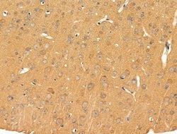 Invitrogen PRRG4 Polyclonal Antibody 100 &mu;L; Unconjugated:Antibodies,