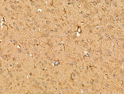 Invitrogen PRRG4 Polyclonal Antibody 100 &mu;L; Unconjugated:Antibodies,