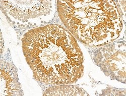 Invitrogen PRRG4 Polyclonal Antibody 100 &mu;L; Unconjugated:Antibodies,